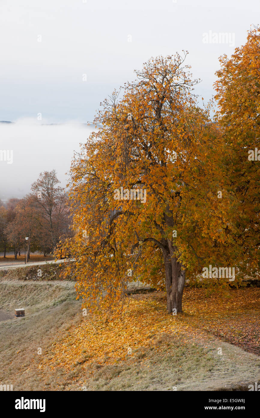 I colori autunnali nelle foglie di un nebbioso e nuvoloso giorno di autunno Foto Stock
