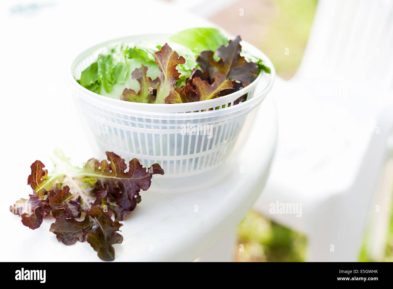 Salad spinner con iceberg e lattuga rossa, il concetto di dieta Foto Stock