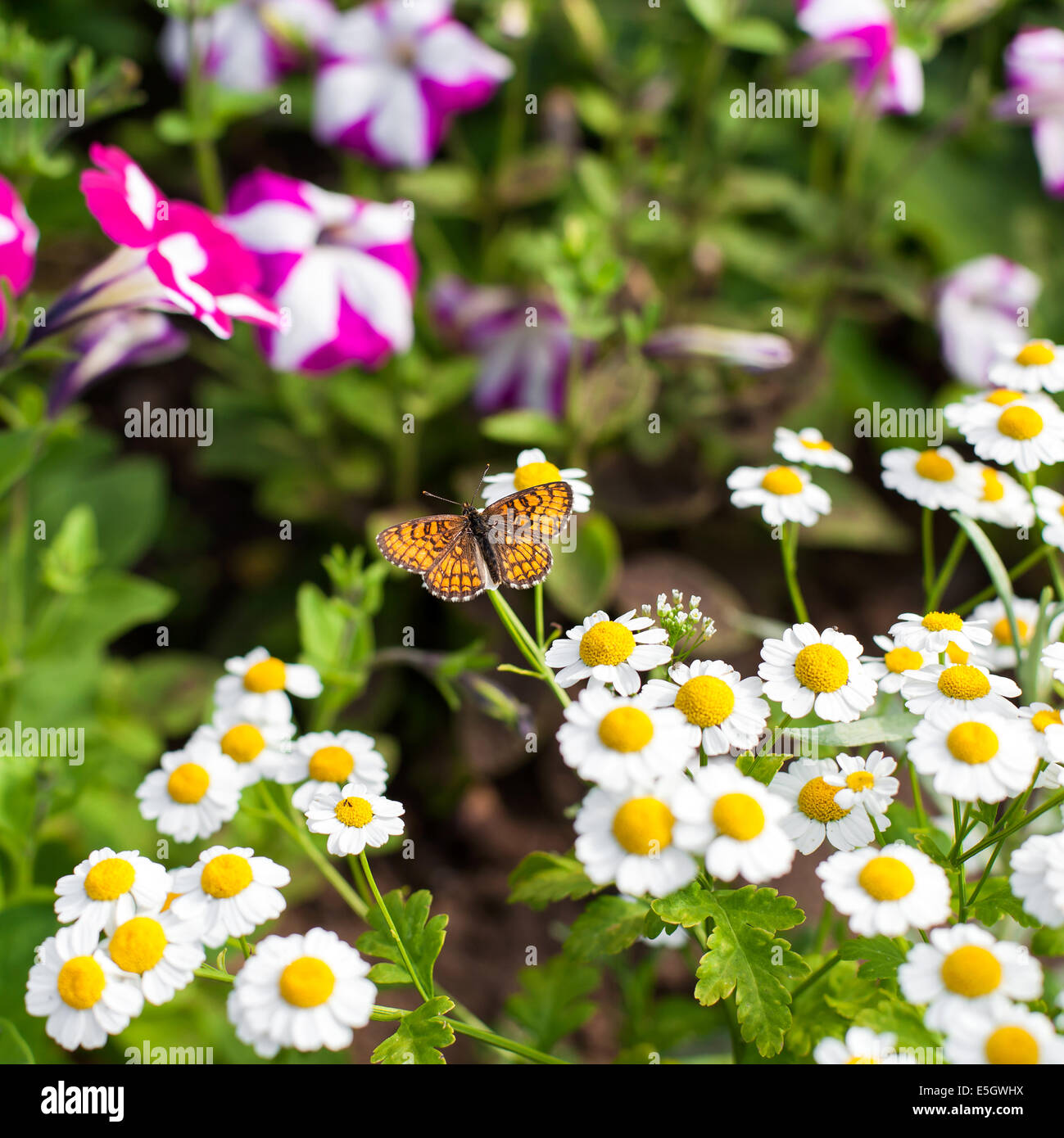 Farfalla sulla camomilla in giardino Foto Stock