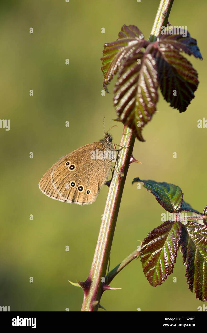 Ringlet butterfly (Aphantopus hyperantus), Regno Unito Foto Stock