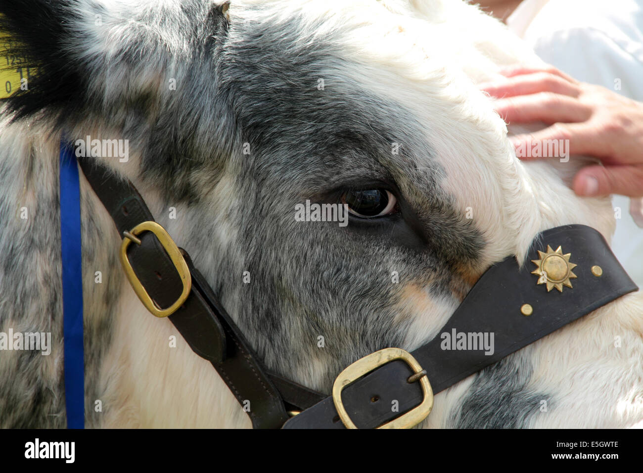 Close up di un Belga Blue bull Foto Stock