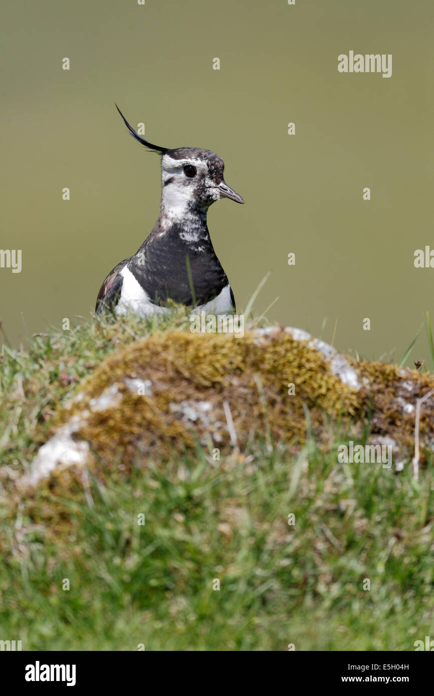 Pavoncella, Vanellus vanellus, singolo uccello sull'erba, Highlands, Scozia, Maggio 2014 Foto Stock