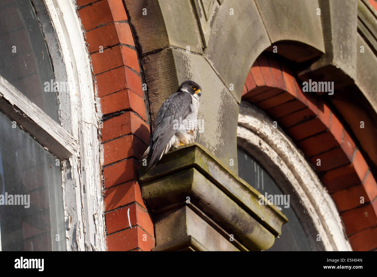 Falco pellegrino, Falco peregrinus, singolo uccello sulla costruzione, Derbyshire, Giugno 2014 Foto Stock