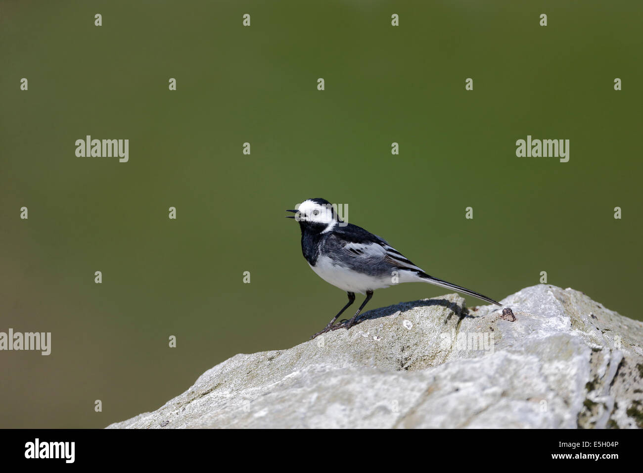Pied wagtail, Motacilla alba yarrellii, singolo uccello su roccia, Highlands, Scozia, Maggio 2014 Foto Stock