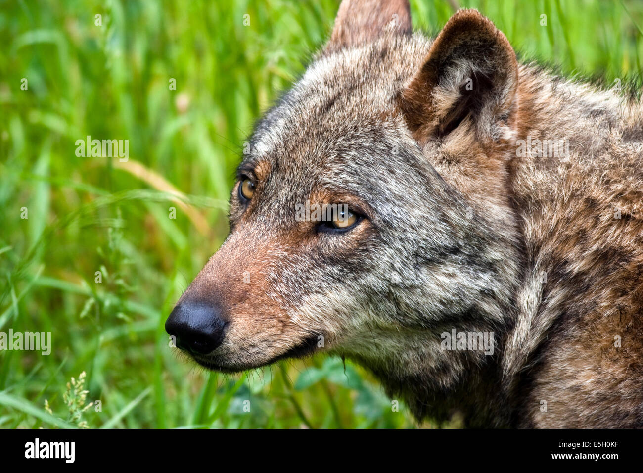 Un lupo eurasiatico in posa per la fotocamera. Foto Stock