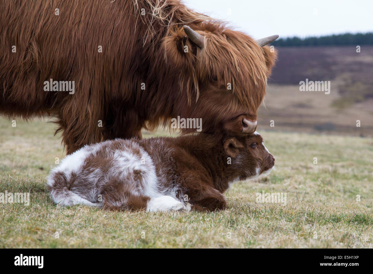 Questa fotografia è di Highland vacche nel Parco nazionale di Cairngorms. L'immagine mostra una madre dando affetto per il suo vitello Foto Stock