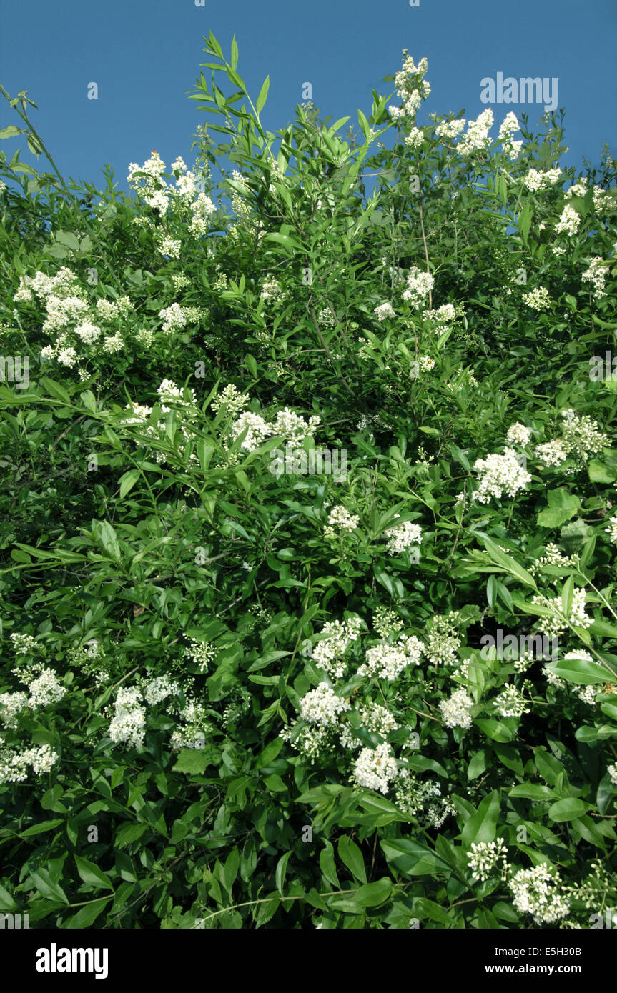 WILD LIGUSTRO Ligusticum vulgare (Oleaceae | Piante ornamentali) Foto Stock