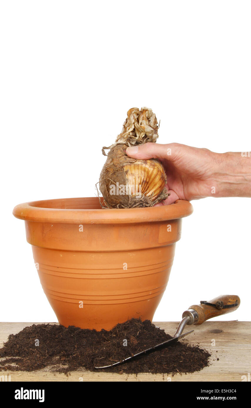 La mano di piantare un bulbo Amaryllis in una pentola di terracotta su un banco di incapsulazione contro uno sfondo bianco Foto Stock