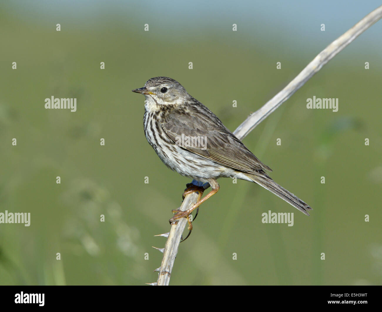 Meadow Pipit Anthus pratensis Foto Stock