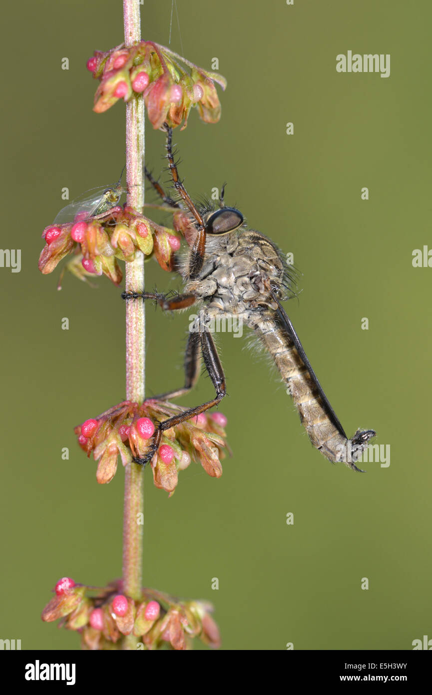 Machimus cingulatus - Machimus cingulatus - un brigante-fly Foto Stock