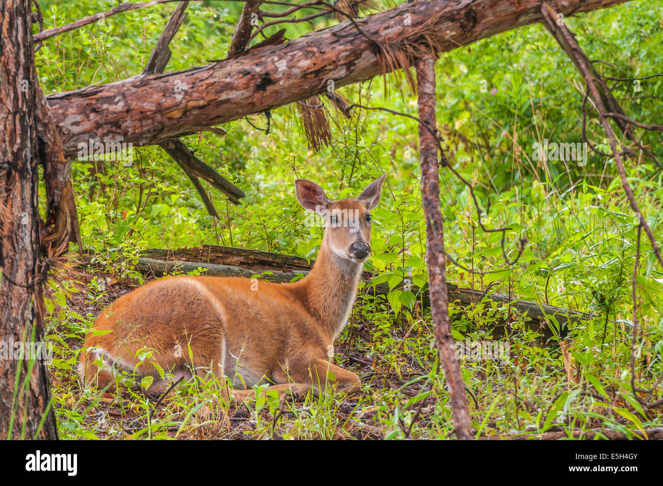 Un culbianco cervi rossi bedded giù nel bosco. Foto Stock
