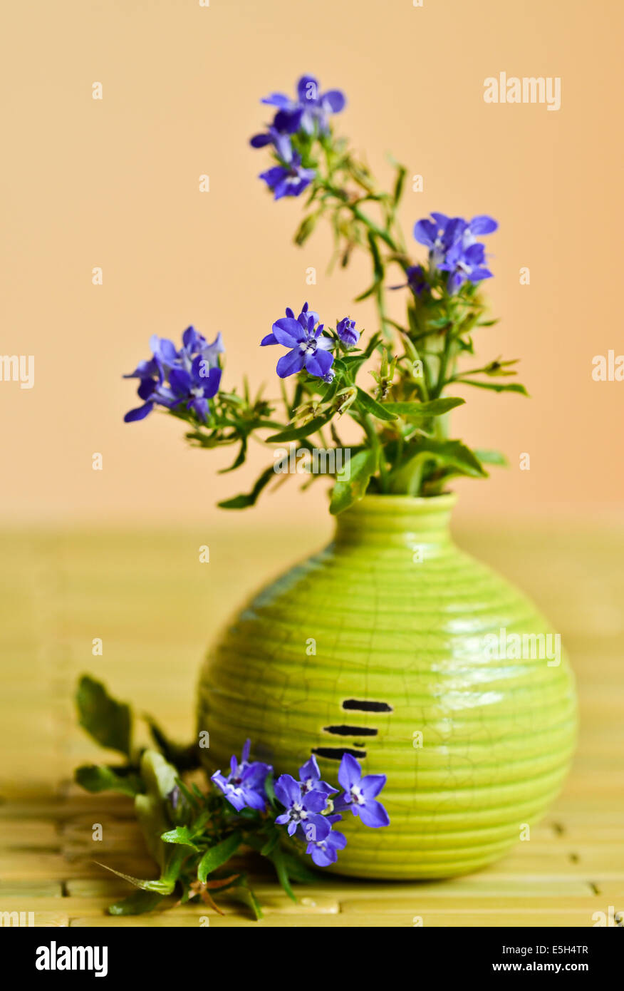 Blu fiori selvatici in un vaso rotondo Foto Stock