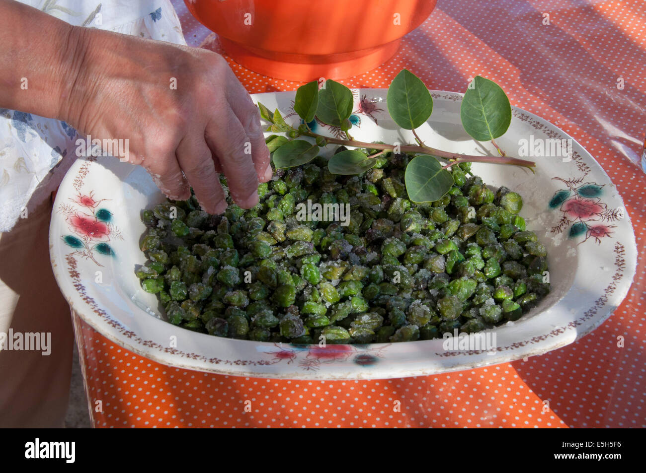 Stromboli e Ginostra, capperi in salamoia, isole Eolie, Messina, Sicilia, Italia, Europa Foto Stock