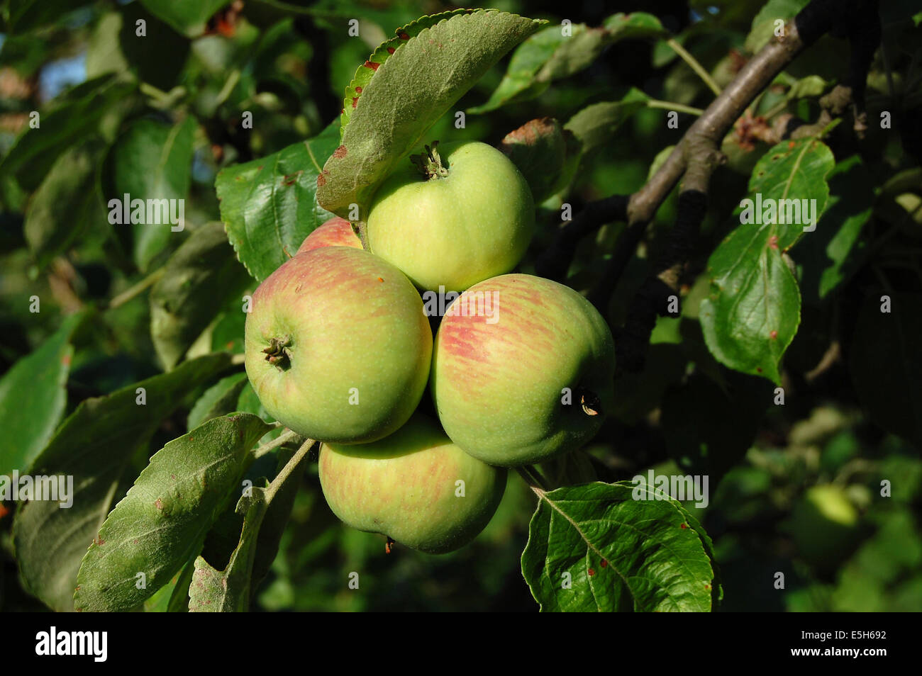 Mele fotografato in apple orchard sull'amico di una fattoria Foto Stock