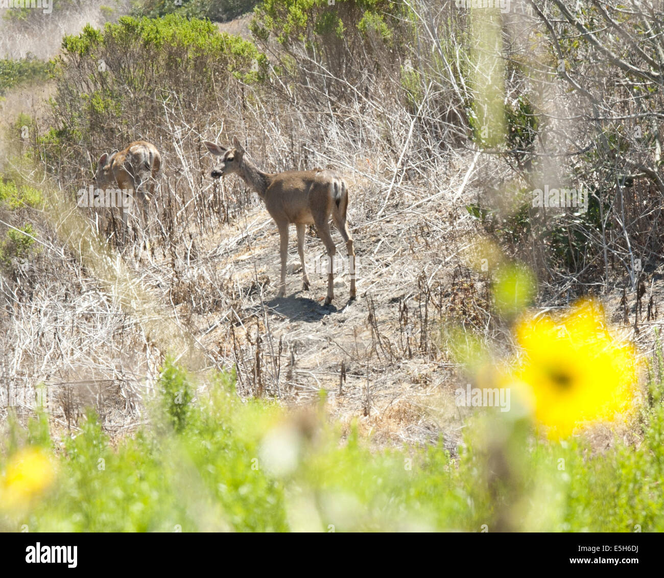 Laguna Beach, California, Stati Uniti d'America. 17 Luglio, 2013. Il California Mule Deer è comune nel nord, centrale e la prateria costiera della California, alimentando sui bassi arbusti, erbe e bacche. Il California Mule Deer è distinguibile per la sua grande e lunga mulo come le orecchie e di solito può essere trovato vicino a fonti di acqua come ruscelli, torrenti, laghi e stagni.--------Odocoileus hemionus californicus --- Nella foto, una coppia di Mule Deer potrebbero essere visti lavorare il loro cammino lungo un pendio a El Moro Creek in Crystal Cove Beach State, Orange County. © David Bro/ZUMA filo/Alamy Live News Foto Stock