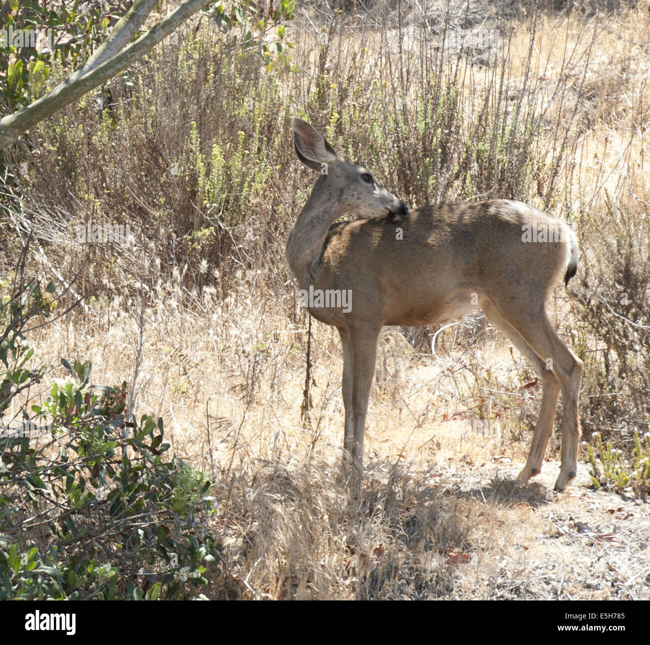 Laguna Beach, California, Stati Uniti d'America. 17 Luglio, 2013. Il California Mule Deer è comune nel nord, centrale e la prateria costiera della California, alimentando sui bassi arbusti, erbe e bacche. Il California Mule Deer è distinguibile per la sua grande e lunga mulo come le orecchie e di solito può essere trovato vicino a fonti di acqua come ruscelli, torrenti, laghi e stagni.--------Odocoileus hemionus californicus --- Nella foto, una coppia di Mule Deer potrebbero essere visti lavorare il loro cammino lungo un pendio a El Moro Creek in Crystal Cove Beach State, Orange County. © David Bro/ZUMA filo/Alamy Live News Foto Stock