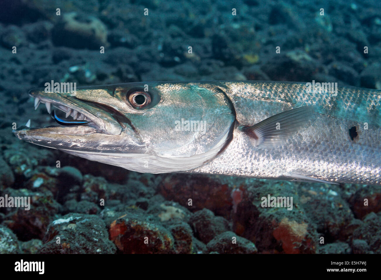 Grande Barracuda, Sphyraena barracuda, avente i suoi denti puliti da una striatura blu Wrasse, Labroides dimidiatus. Tulamben Foto Stock