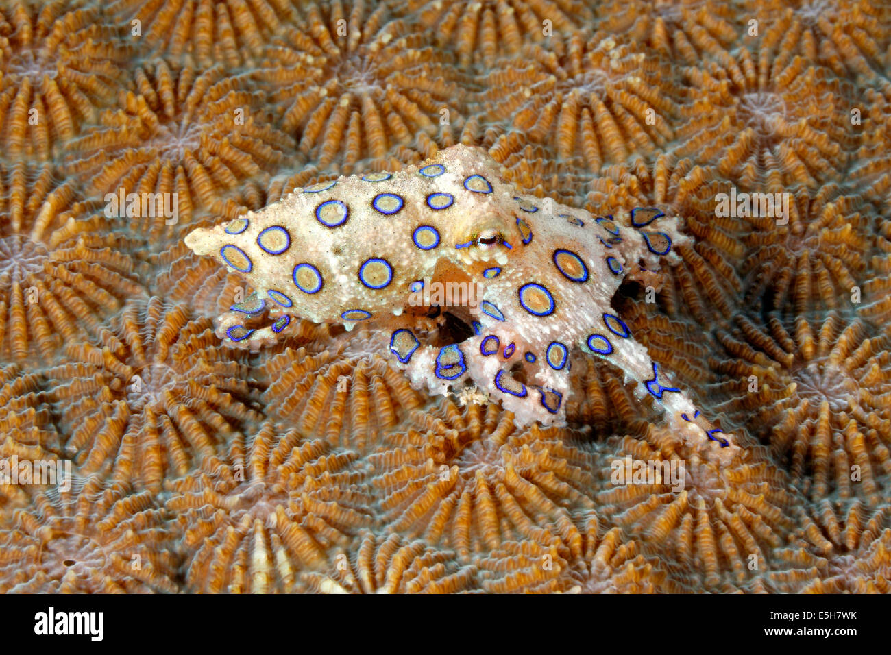 Blu velenose inanellato Octopus, Hapalochlaena lunulata. Foto Stock