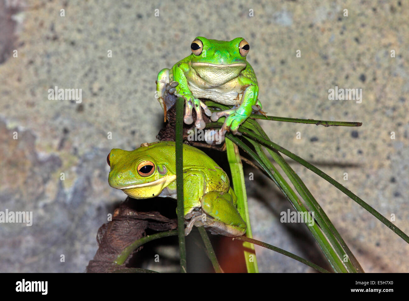 Due White-Lipped Rane di albero, anche noto come Albero Gigante le rane Litoria infrafrenata. Australia Foto Stock