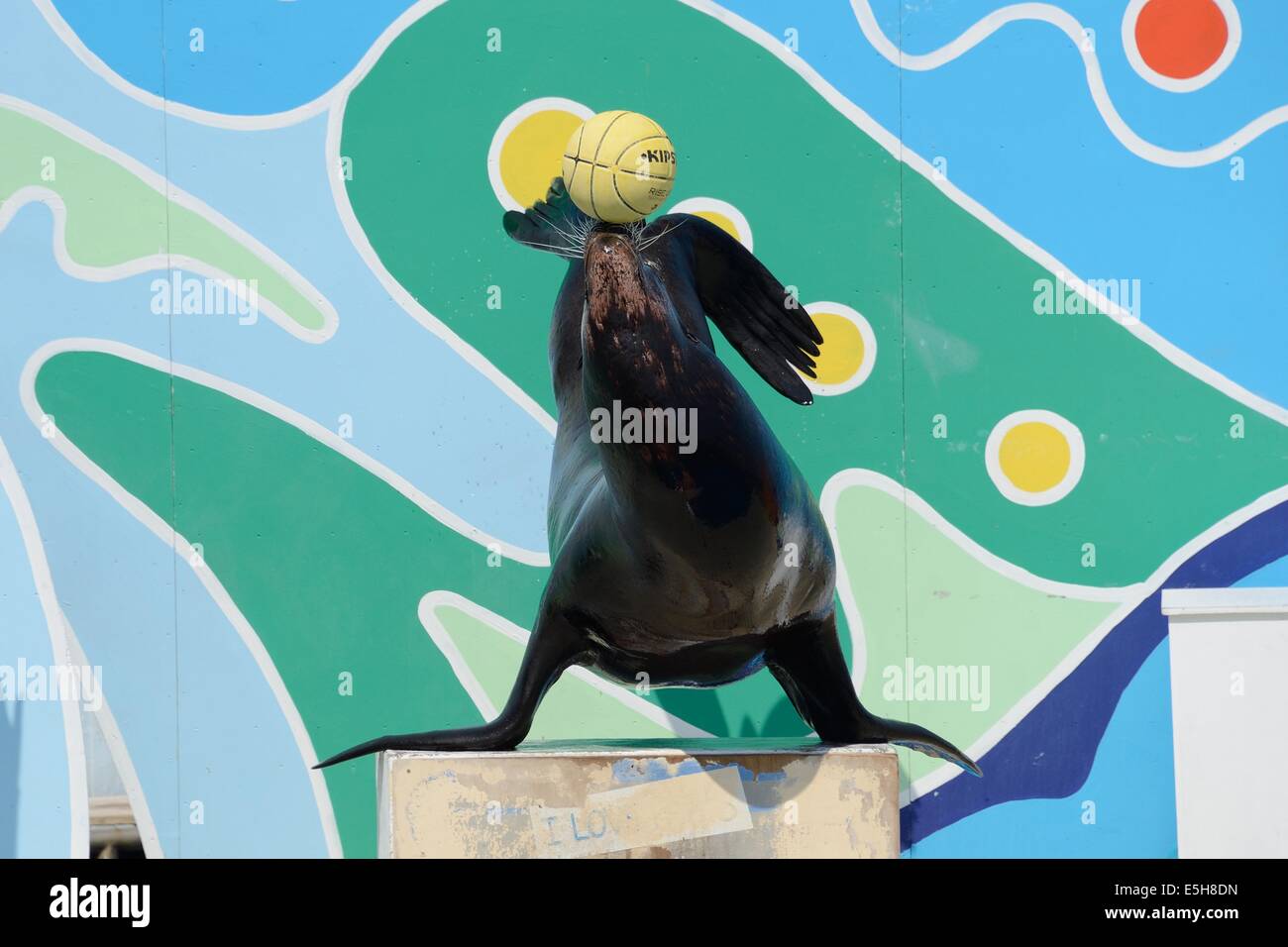 Il sea-lion visualizza a Marineland Foto Stock