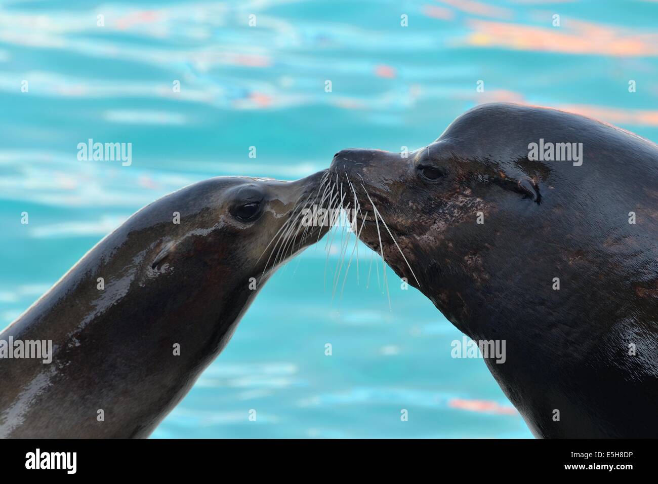 Il sea-lion visualizza a Marineland Foto Stock
