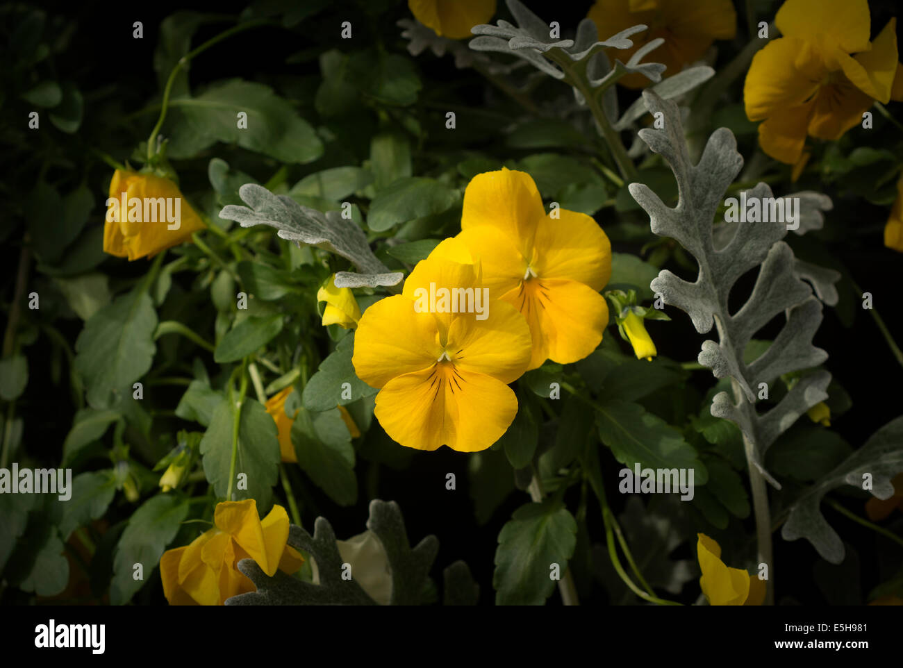 Viola pedunculata, California Golden violetta, Johnny Jump Up o giallo Pansy è un perenne millefiori giallo Foto Stock