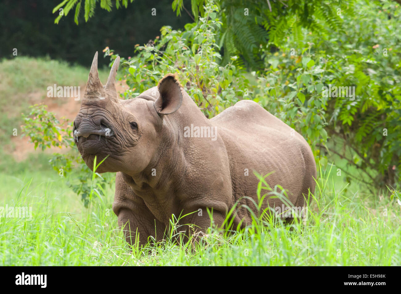 Due- cornuto, rinoceronte, ceratotherium, la fauna selvatica Foto Stock