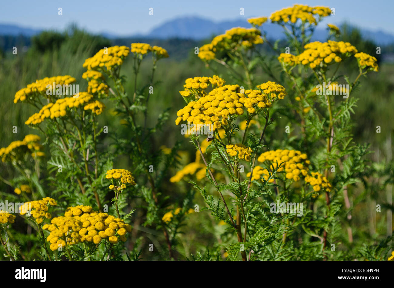 I fiori gialli di comune tansy, un invasive, erbacce che crescono lungo la costa a Richmond, maggiore di Vancouver. Tanacetum vulgare Foto Stock