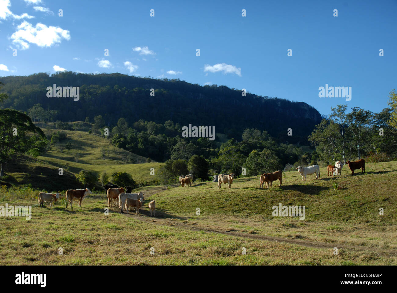 Tappo di notte varia, Nuovo Galles del Sud, Australia. Foto Stock