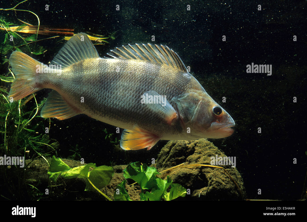 Unione Pesce persico (Perca fluviatilis) Foto Stock