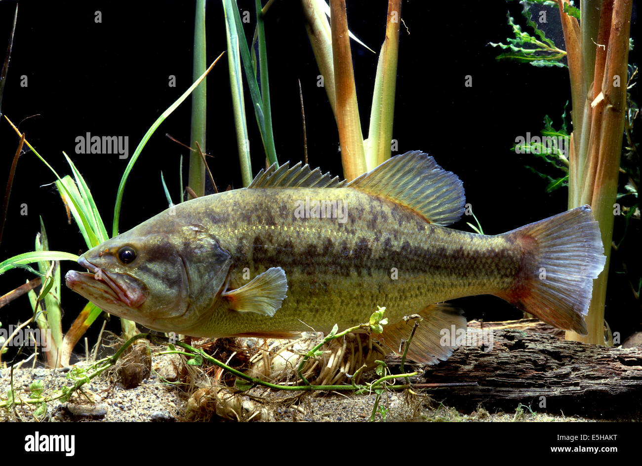 Largemouth Bass (micropterus salmoides) Foto Stock