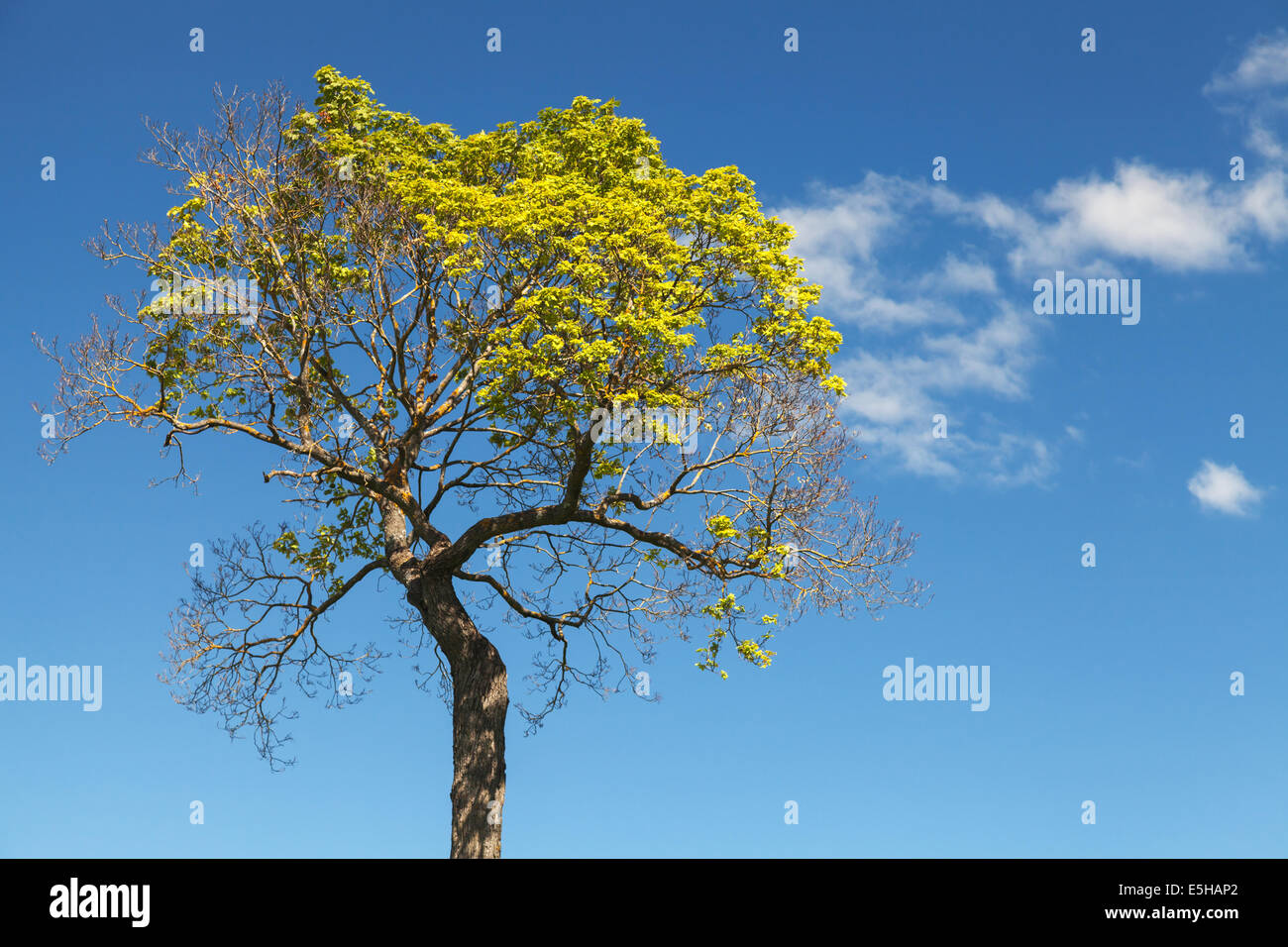 Bright Green Tree con cielo blu e nuvole sullo sfondo Foto Stock