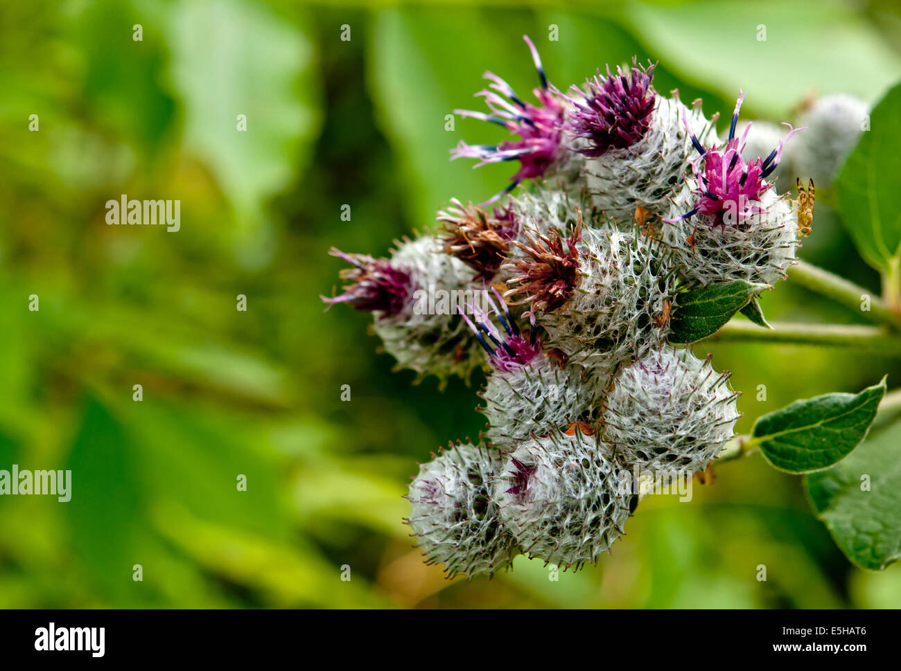 Brillante fiore viola di cardi che cresce in un prato di erba verde Foto Stock
