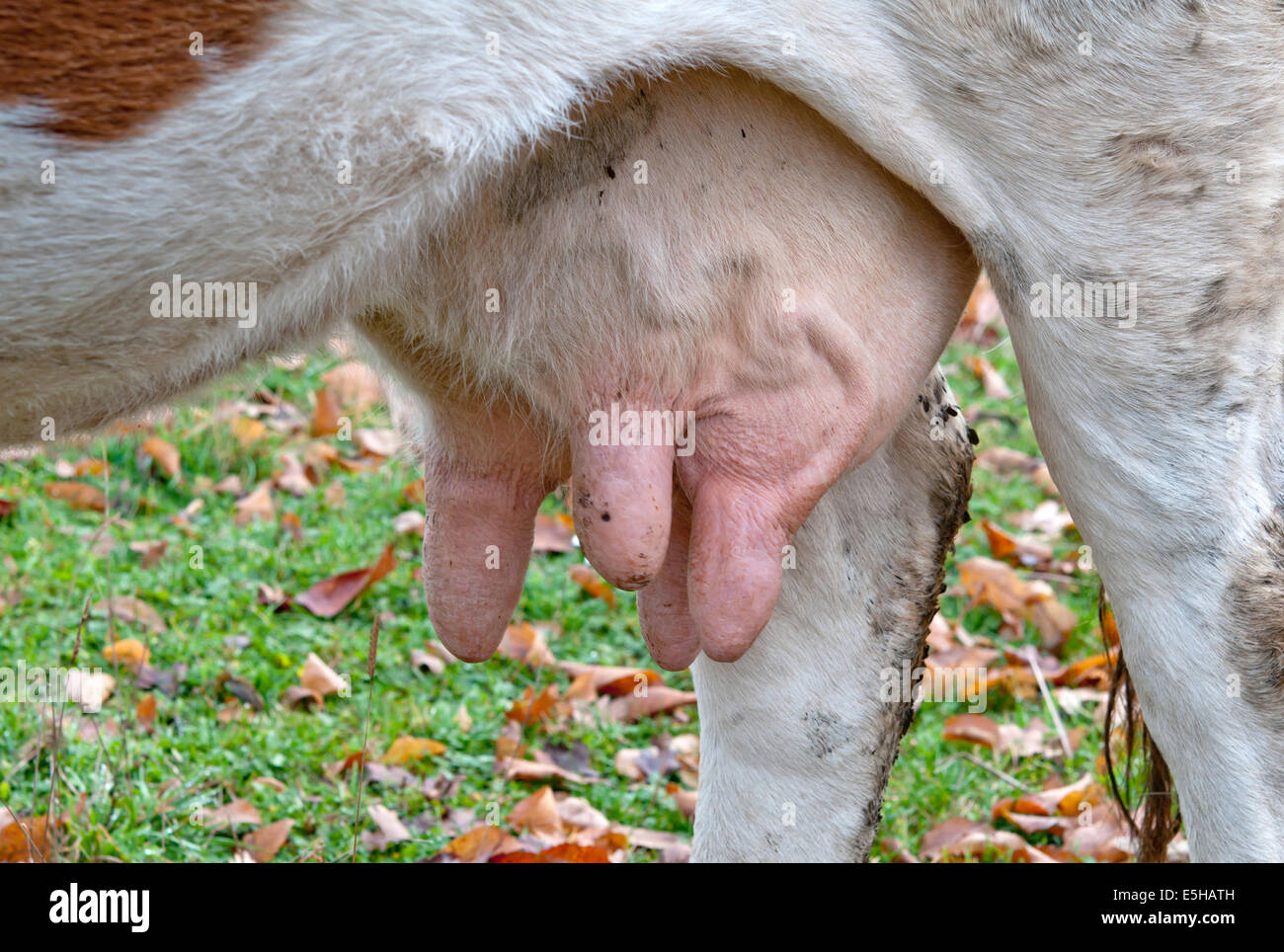 Una mammella di mucca da vicino Foto Stock