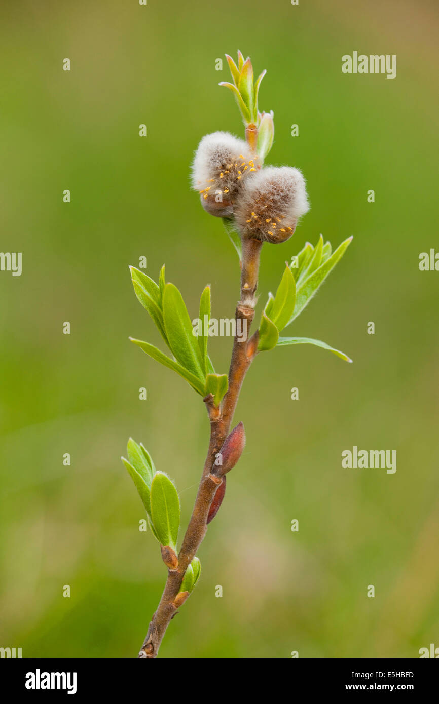 Salice di capra (Salix caprea), ramoscelli e foglie, Turingia, Germania Foto Stock