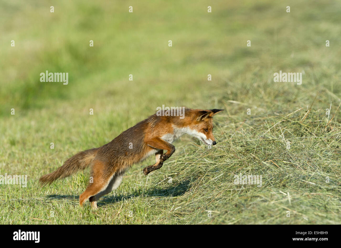Red Fox (Vulpes vulpes vulpes), posizionando il mouse jump, Nord Hesse, Hesse, Germania Foto Stock