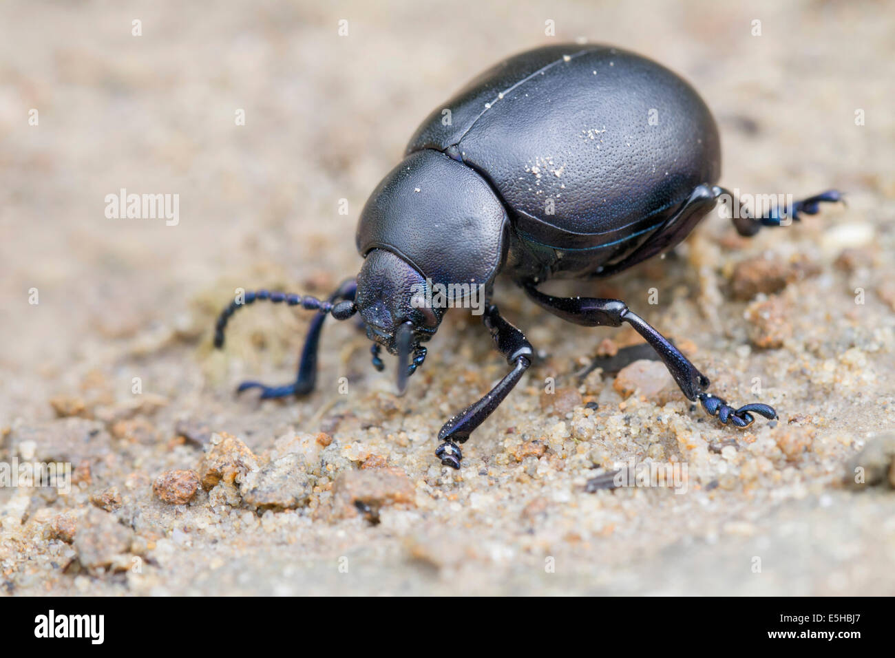 Sanguinosa naso-Beetle (Timarcha tenebricosa), sugli sterrati del Galles del Sud, Regno Unito Foto Stock