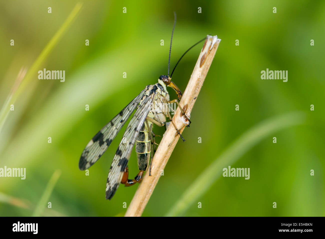 Scorpion Fly (Panorpa communis), maschio, su pianta morta levetta, South Wales, Regno Unito Foto Stock