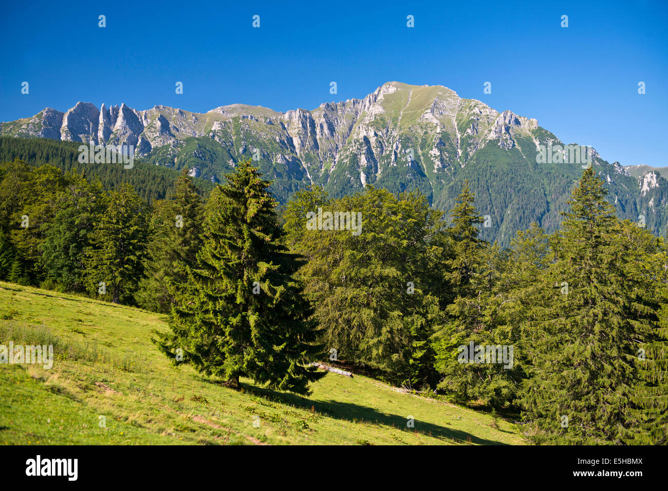Prato di montagna con le montagne di Bucegi, Carpazi, Predeal, Romania Foto Stock