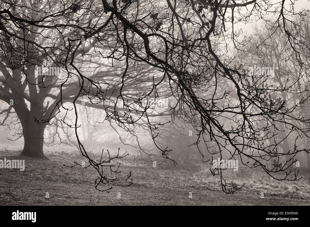 Alberi nella nebbia, Surrey Hills Foto Stock