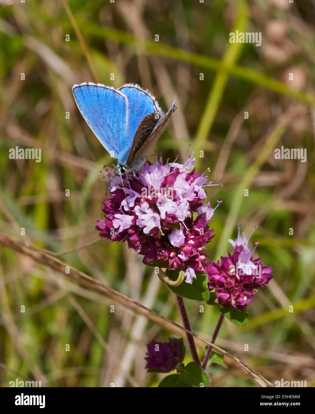 Adonis Blue Butterfly avanzamento sul origano. Denbies Hillside, Ranmore comune, Surrey, Inghilterra. Foto Stock