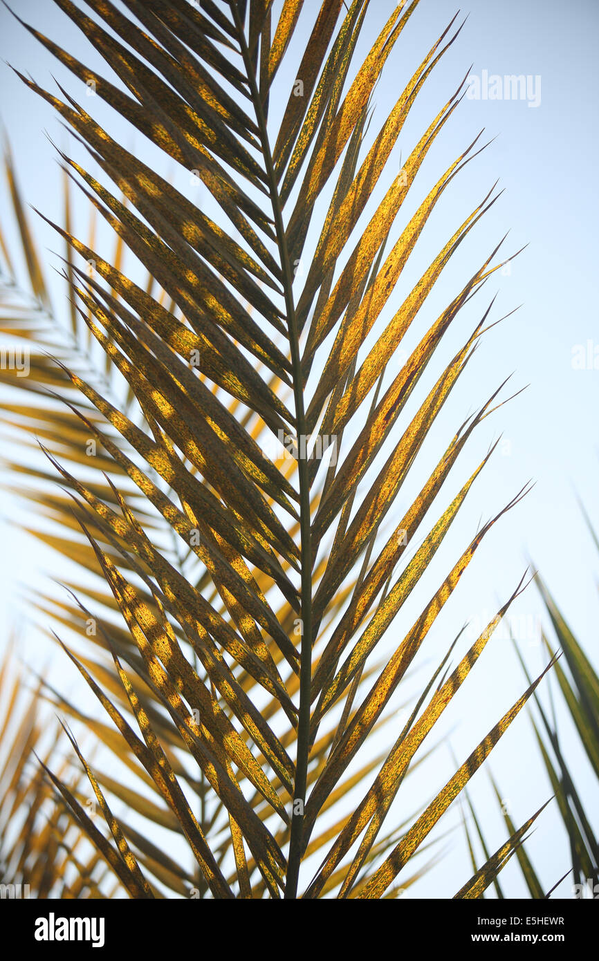 Abstract Palm tree filiale . Foto Stock Abstract Palm tree filiale . Foto Stock