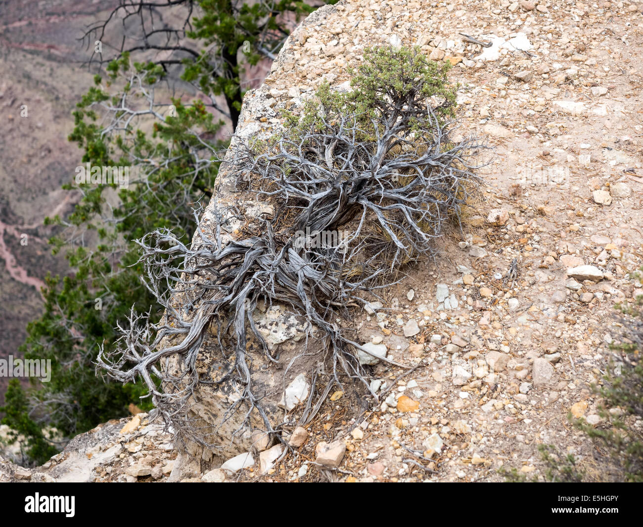 Wild timo arborea crescente sulla roccia nel Grand Canyon, Arizona Foto Stock