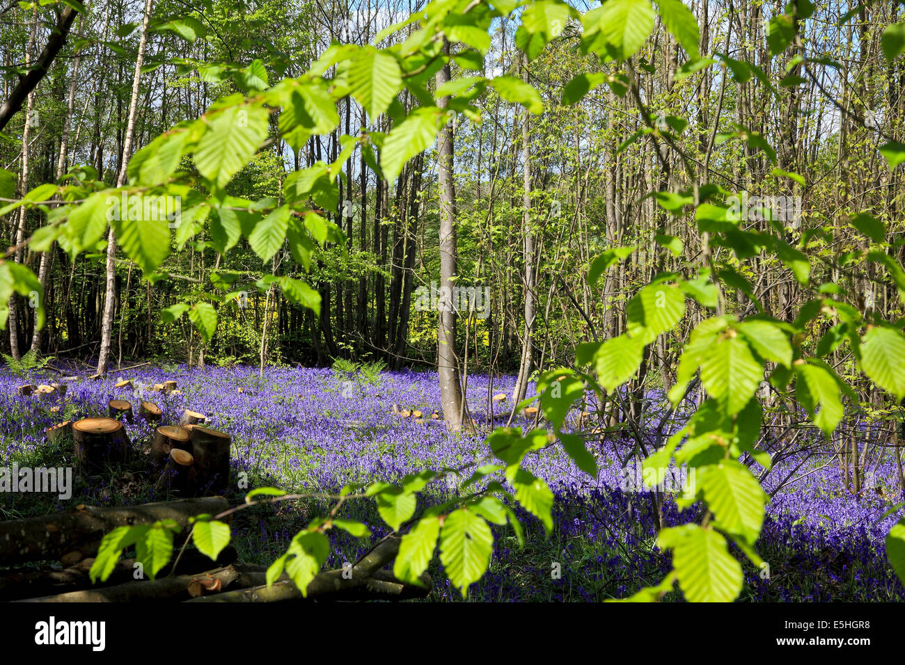 9565. Bluebells, Conyer il legno, nr Ashford, Kent Foto Stock