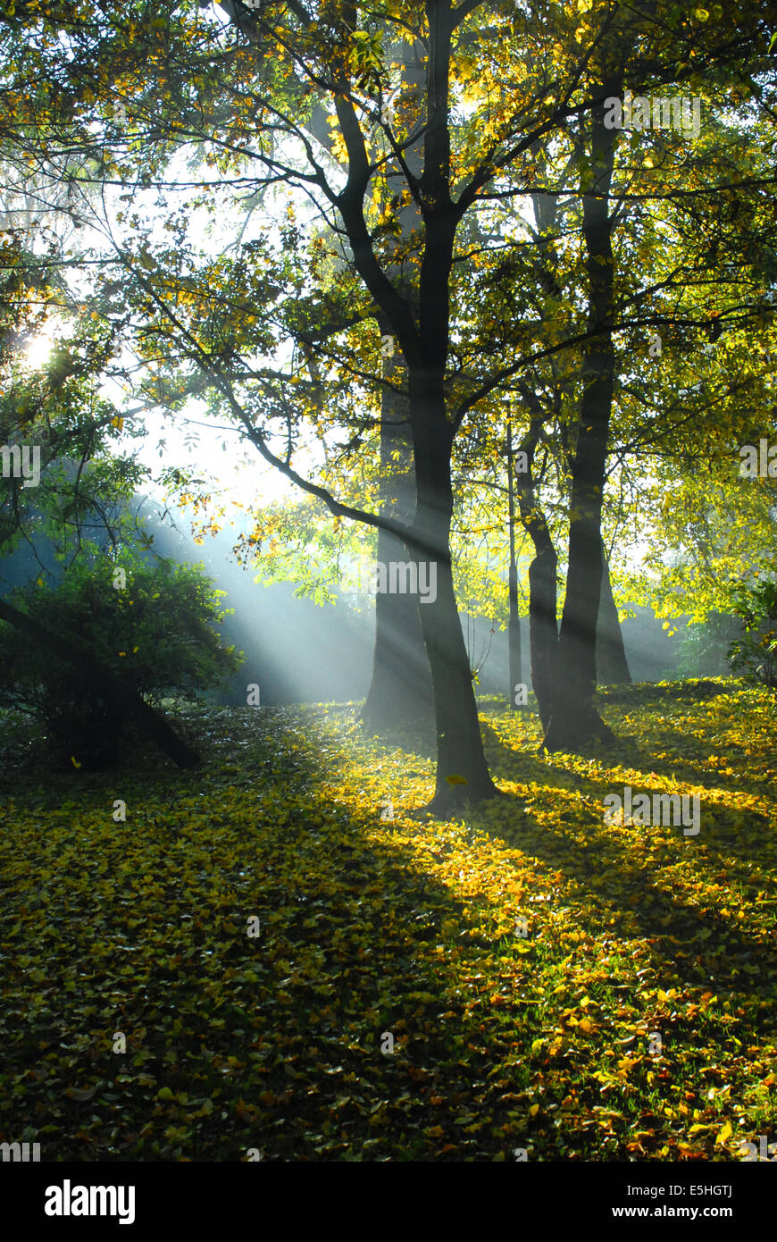 Mattina autunnale nel Parco di Wloclawek Foto Stock