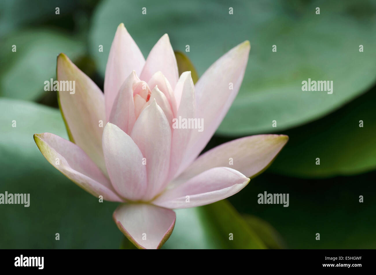 Pink lotus, Sacro lotus Nelumbo nucifera Famiglia: Nelumbonaceae. Lotus è il fiore nazionale dell'India di Pune, Maharashtra, India Foto Stock