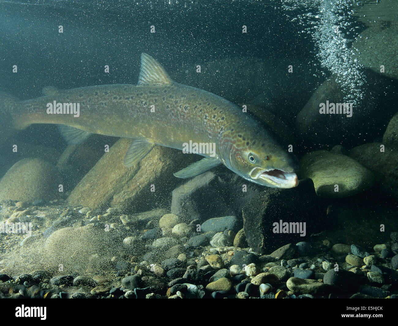 Salmone atlantico (Salmo salar), captive Foto Stock