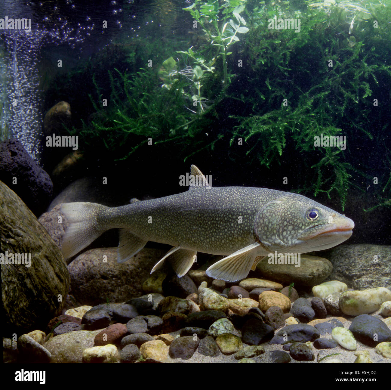 Trota di lago (Salvelinus namaycush), captive Foto Stock
