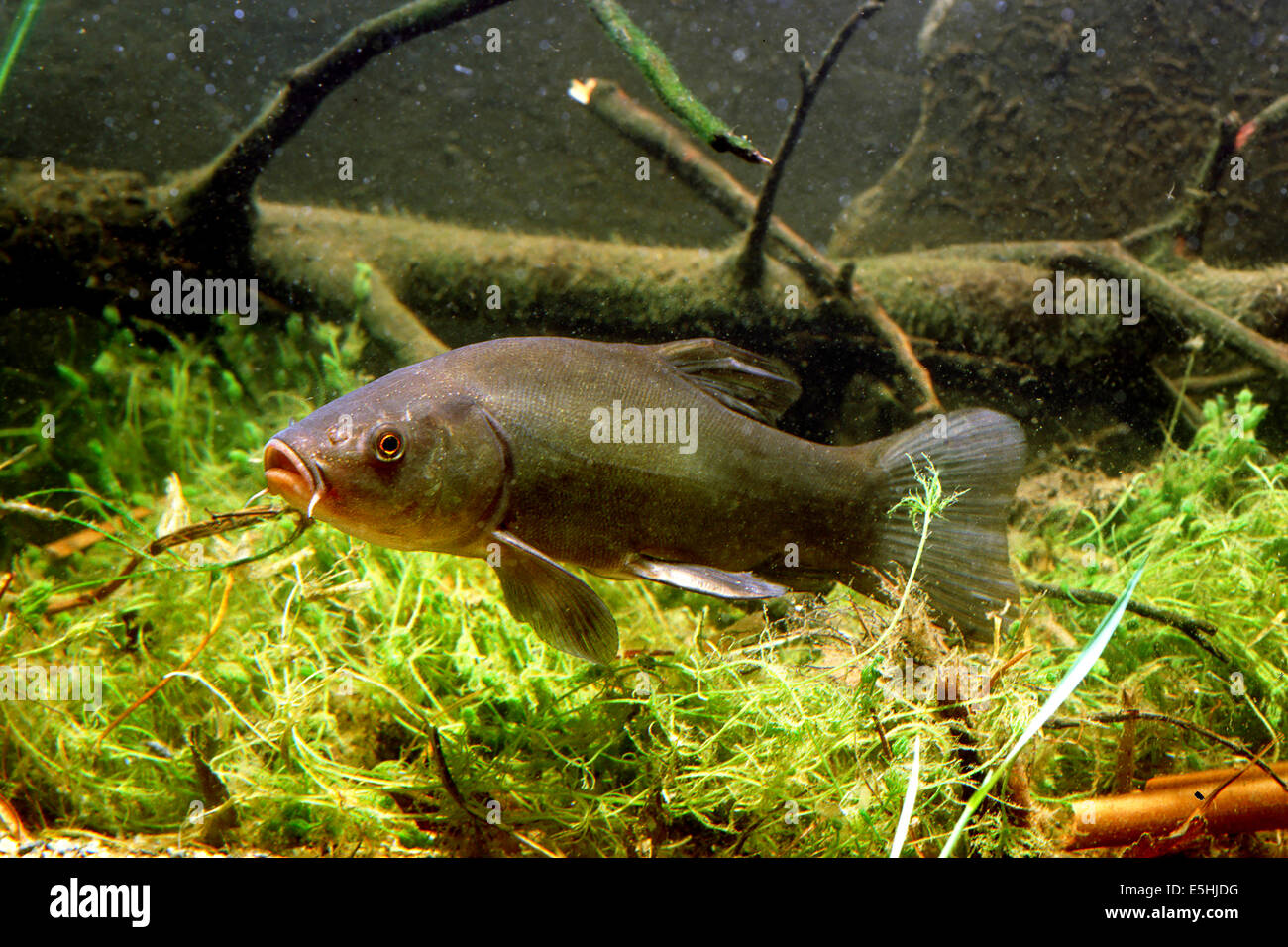 Tinche o Doctor Fish (Tinca tinca), captive, Francia Foto Stock