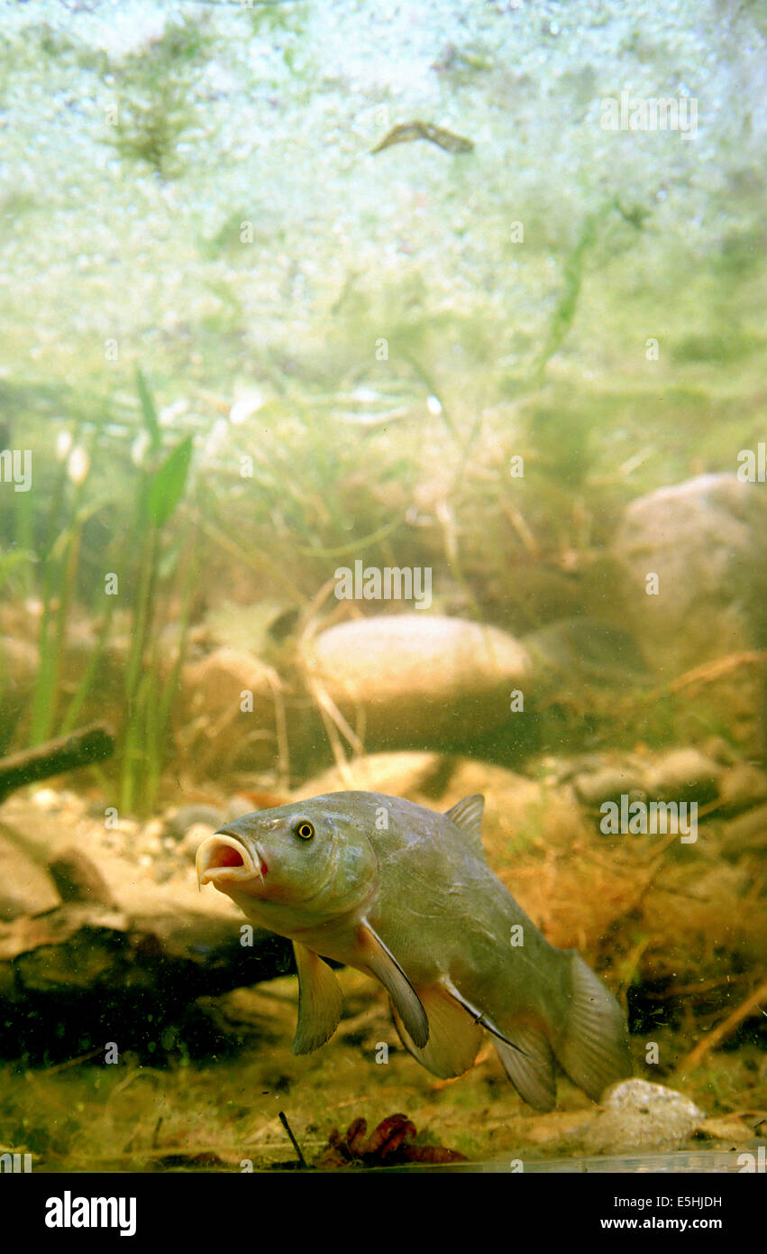Tinche o Doctor Fish (Tinca tinca), captive, Francia Foto Stock